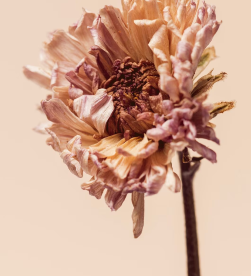 flor-crisantemo-seco-sobre-fondo-beige_53876-160447