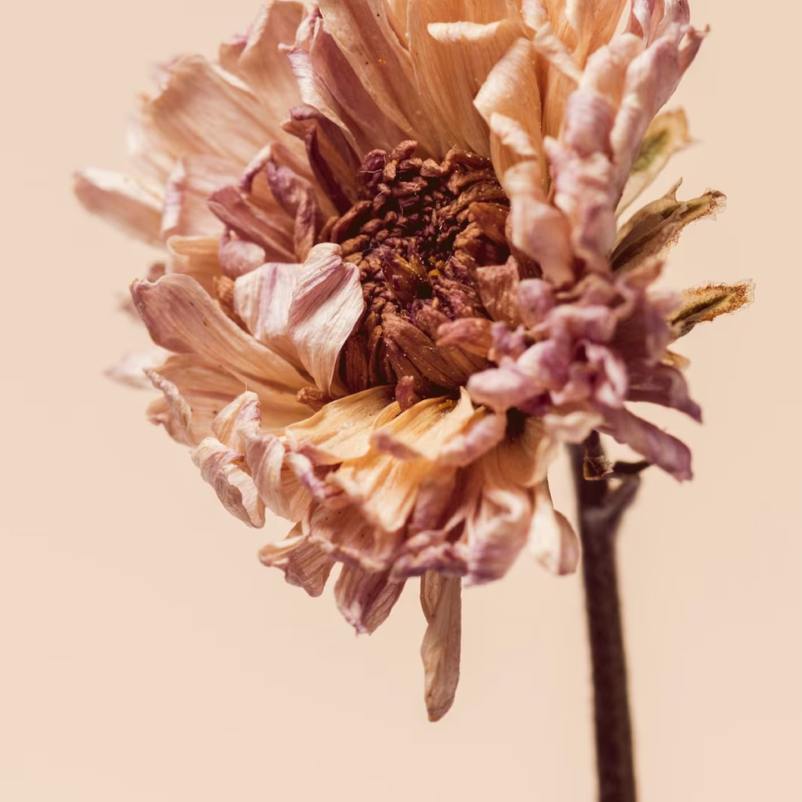 flor-crisantemo-seco-sobre-fondo-beige_53876-160447